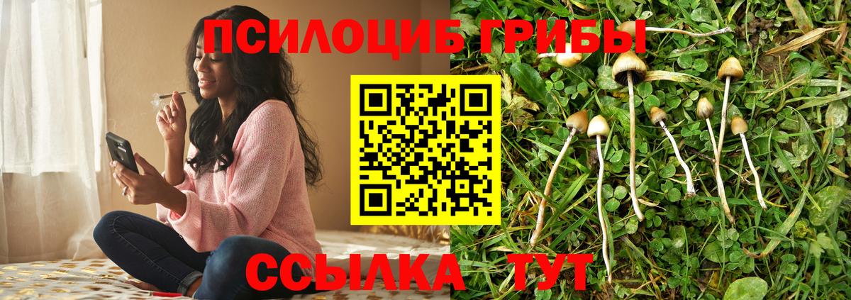 Галлюциногенные грибы Psilocybine cubensis Майский